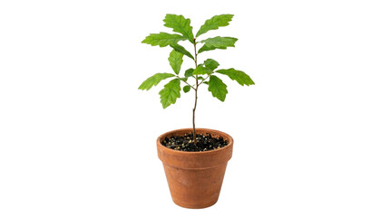Fototapeta premium Small potted plant with green leaves in terracotta pot.