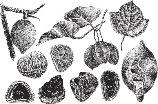 Kluwek Pangium Edule (Kepayang) Indonesia Vintage Botanical Engraving Vector Illustration