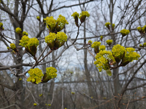 Vibrant yellow flower clusters of a Norway maple tree blooming on bare branches against a soft, out-of-focus forest background in early spring