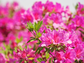 美しい紫色のツツジの花