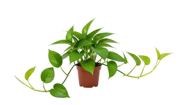 Green potted plant with long leaves in pot isolated on transparent background