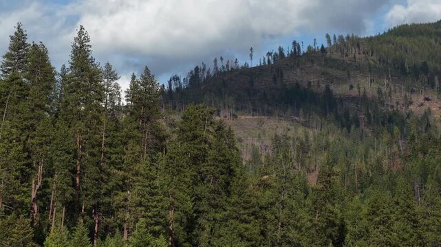 Aerial of forest landscape in Shoshone County Idaho with dense evergreen trees and cloudy skies in spring near Kellogg