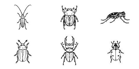 Fototapeta premium Beetle Line Art Set of Six Detailed Black and White Insect Drawings with Antennae and Segmented Bodies