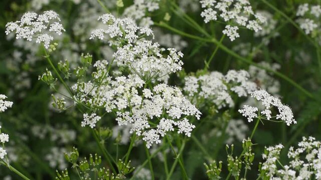 Wild White Queen Annes Lace Flowers Blooming in Summer Meadow