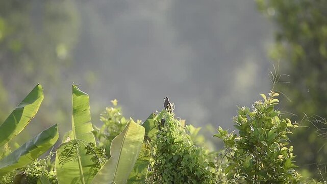 A yellow-vented bulbul bird perched on a dry branch, looking around against an overcast sky.