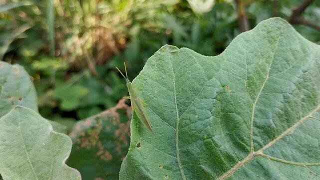 Footage of green locust or acrida cinerea of grasshopper on the leaf of a purple eggplant plant. Selective focus.
