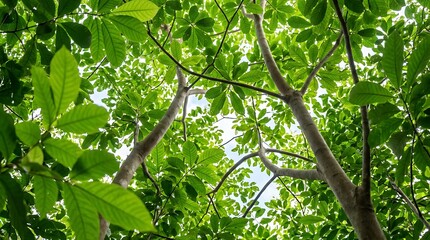 Fototapeta premium Lush Green Tree Canopy Under Bright Sunlight