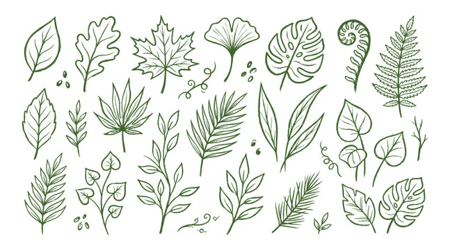 Black and white illustration of various leaves and plants