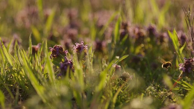 A close-up, shallow depth of field shot of a bee hovering and flying between small purple wildflowers in a vibrant green meadow.