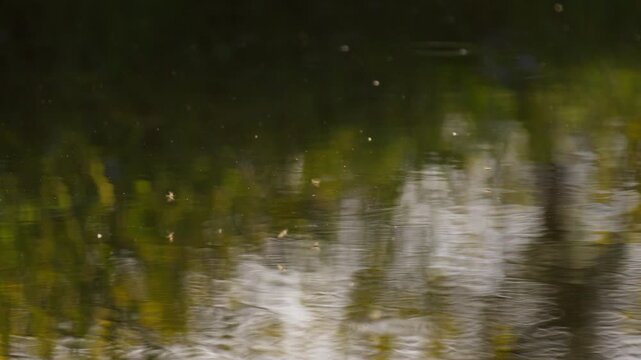 Atmospheric background shot of glowing dust particles, and insects drifting, flying, and hunting over a woodland pond.