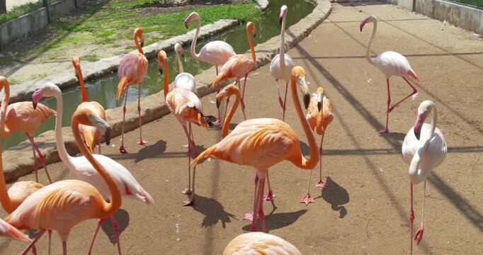 A group of flamingos with varying shades of pink and orange gather in a sunlit enclosure. Their reflections shimmer in the nearby water channel, creating a lively scene. Suitable for wildlife document