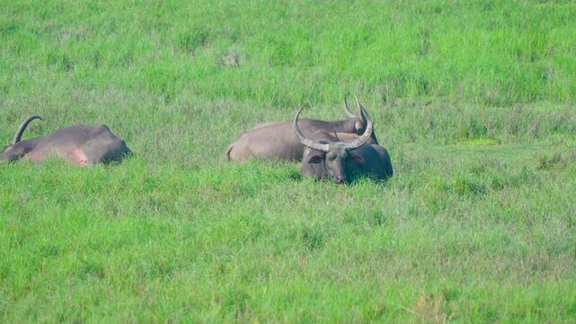 Authentic cinematic shot of wild water buffaloes lounging in a vibrant green meadow in India. Great for wildlife documentaries or sustainability themes.