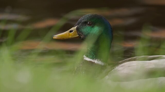 Telephoto close-up profile view on head and neck of Mallard duck on river