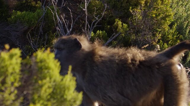 A wild baboon is seen in profile as it walks through dense, green scrubland vegetation in its natural habitat, eventually moving out of the frame