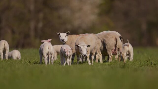 Young lambs and ewe sheep mothers grazing together in green meadow under warm spring daylight, leading with child following