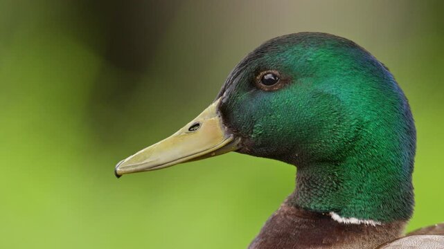 Head of male drake mallard duck head with green iridescent feathers, closeup