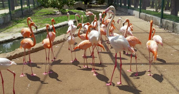 A lively group of flamingos with pink and orange hues walk across a sunlit enclosure. Ideal for wildlife education and zoo-related content.