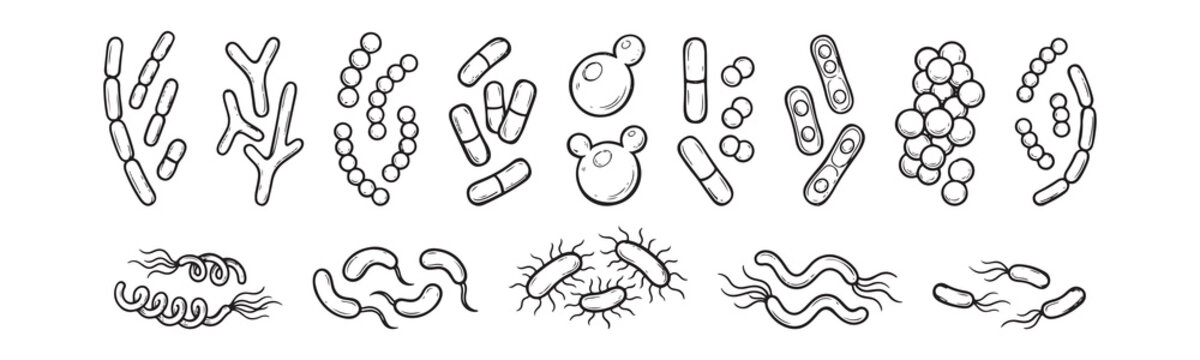 Bacteria and Microorganism Types Hand Drawn Outline Vector Icon Set Featuring Coccus Bacillus and Spirillum
