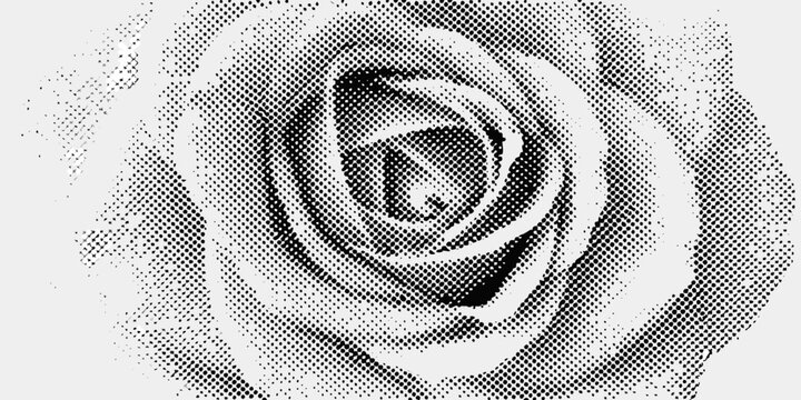 A grayscale rose illustration features a tightly wound bloom with a dotted texture on a white background
