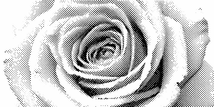 Close up illustration of a rose with a dotted halftone pattern on a white background