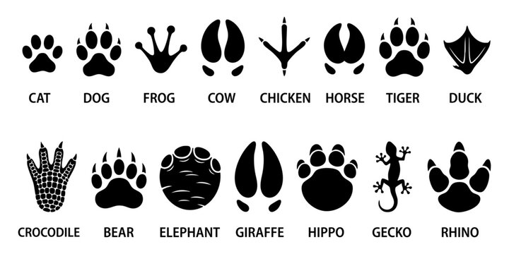 Set of animal footprints and tracks silhouettes icons of cat, dog, frog, cow, chicken, horse, tiger, duck, crocodile, bear, elephant, giraffe, hippo, gecko and rhino tracks