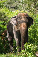 Fototapeta premium Asian elephant foraging in forest habitat in Yala National Park, Sri Lanka