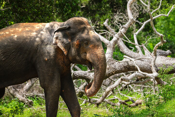 Fototapeta premium Giant Asian elephant walking through forest habitat in Yala National Park, Sri Lanka