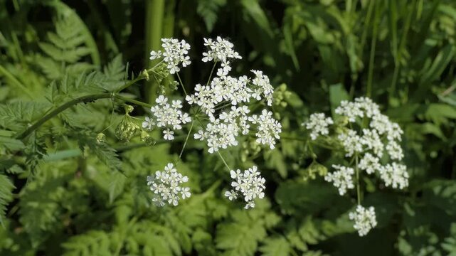 Closeup of cow parsley flowers