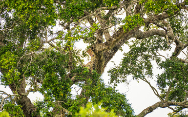 Fototapeta premium A leopard resting on a tree canopy in Yala National Park. Sri Lankan leopard (Panthera pardus kotiya)