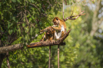 Fototapeta premium Monkey grooming a juvenile on a tree branch in Yala National Park, Sri Lanka. Toque Macaque (Macaca sinica) 