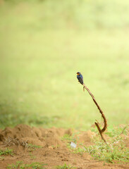 Obraz premium Barn Swallow perched on a dry branch in Yala National Park, Sri Lanka