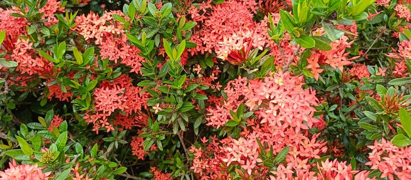 Abundant red ixora flowers blooming in the garden creating a vibrant natural floral background