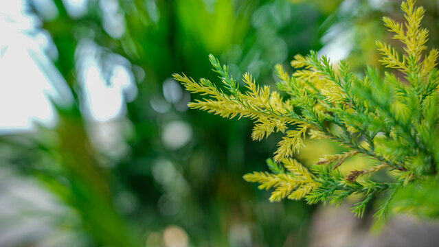 Close-up of Green Evergreen Foliage with Soft Bokeh Background