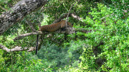 A leopard sleeping in a tree canopy in Yala National Park.  Sri Lankan leopard (Panthera pardus kotiya) © nilanka