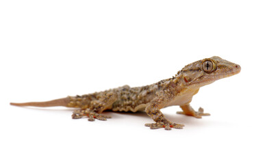 Fototapeta premium gecko in studio