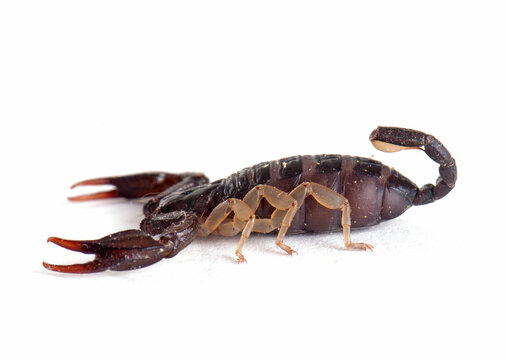brown scorpion in studio