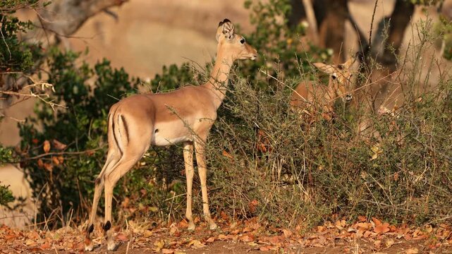 A female impala antelope (Aepyceros melampus) feeding on a bush, Kruger National Park, South Africa