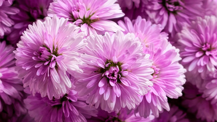 Vibrant pink aster flowers blooming in garden, beautiful floral background © Prime