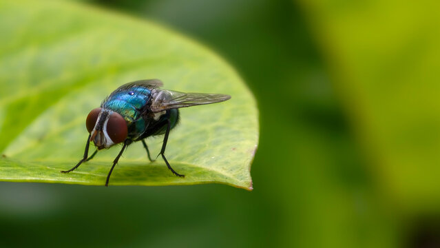 Macro Photography of a Metallic Green Bottle Fly Resting on a Vibrant Lush Green Leaf in a Natural Garden Environment