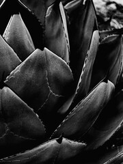 Obraz premium Black and white agave texture featuring layered succulent leaves, geometric forms and rich natural detail. Decorative botanical background with dramatic contrast and contemporary aesthetic.
