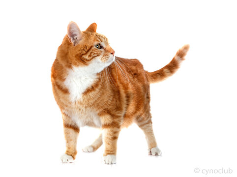 ginger cat in studio