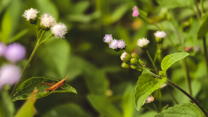 Obraz premium Small brown grasshopper resting on a green leaf among wild white and purple flowers in a lush garden meadow