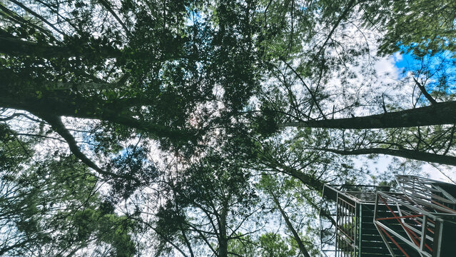 Looking up through the lush green canopy of trees towards the bright sky