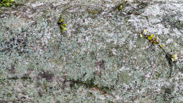 Close up texture of weathered tree bark covered with green lichen and moss in a forest