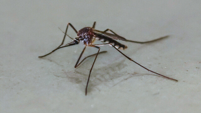 Macro close-up shot of a dangerous mosquito insect on a wall, carrier of dengue and malaria viruses