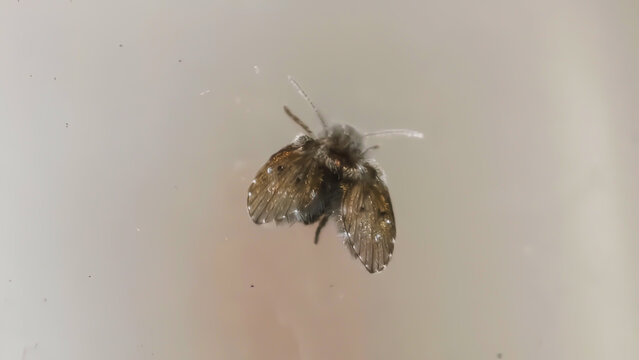 Macro Photography of a Small Fuzzy Drain Fly Resting on a Smooth Light Surface