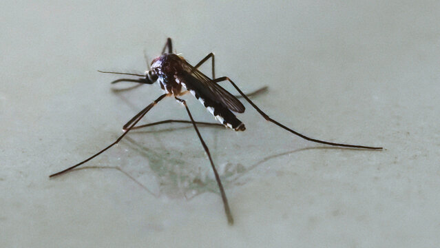Macro shot of a mosquito on a neutral background representing insect pests and disease vectors like malaria
