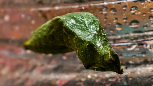 Close-up Detail of a Dried Green Organic Texture with Water Droplets on Transparent Surface