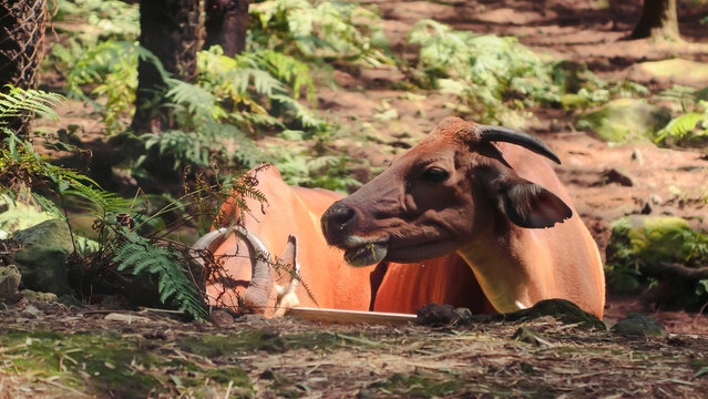 Brown wild cattle resting on forest floor among ferns in natural woodland environment