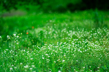 Summer background with white wildflowers. © Anatoliy